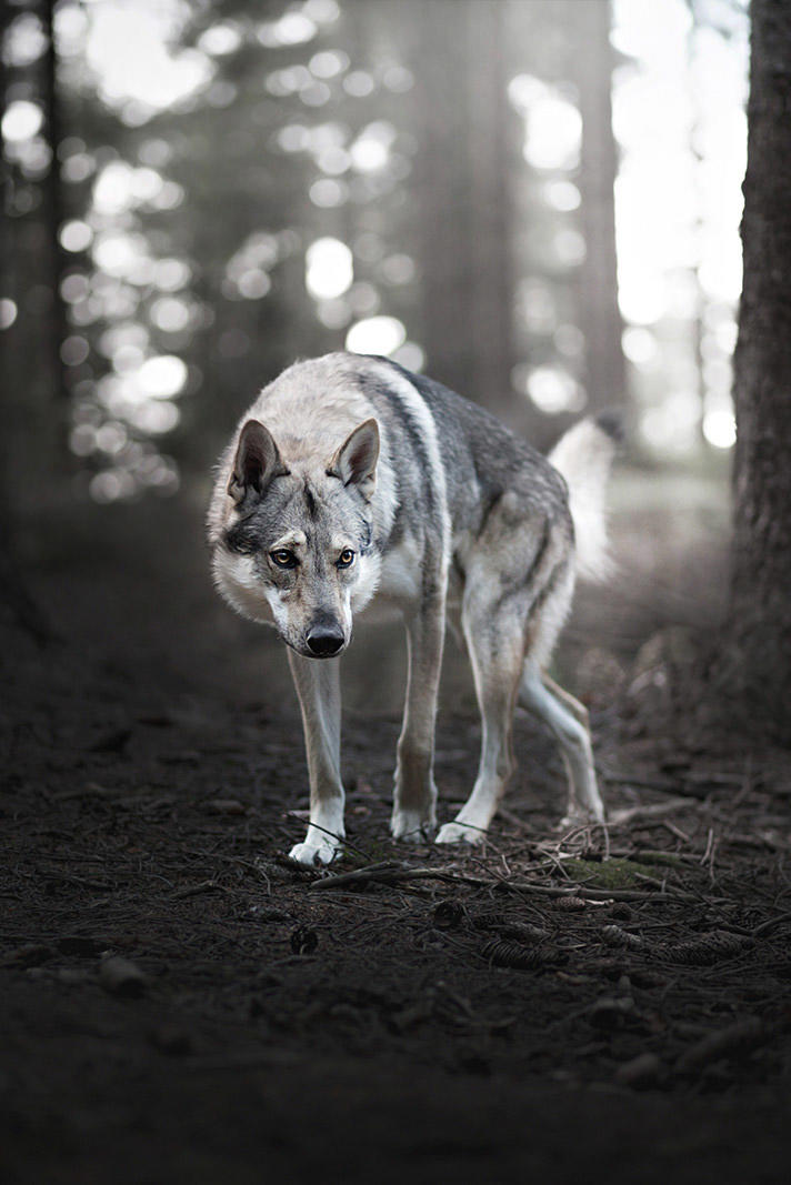 PCS（Pcs.是什么意思）