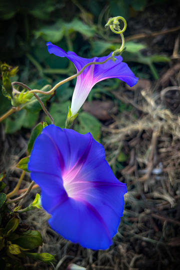 24-25 赛季 NBA 常规赛活塞 115:123 快船，如何评价这场比赛？