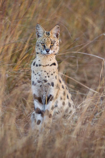 王化：柯洁还没提车