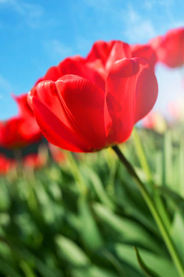 拜仁提前2轮问鼎德甲