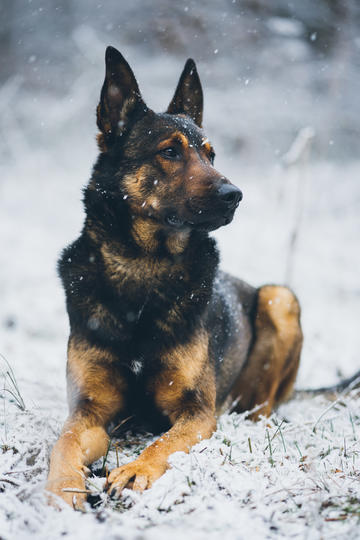 特朗普上任将满100天