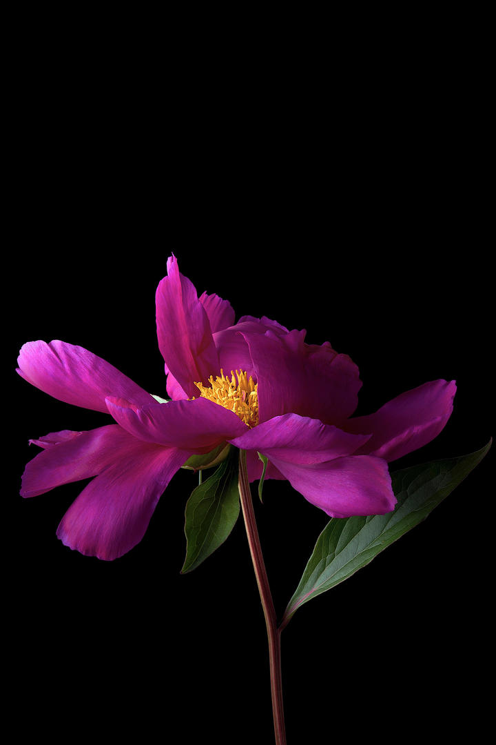 《红楼梦》中为啥要安排香菱学诗？为啥安排林黛玉来教，而不是薛宝钗呢？