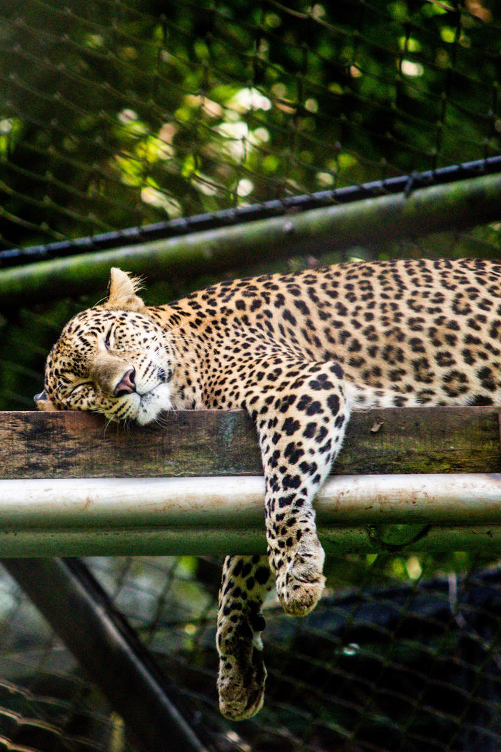 江苏为什么越来越像山东